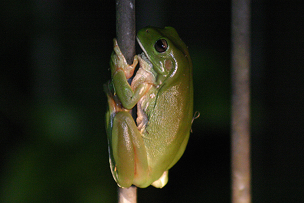 White-lipped Tree Frog by Mick Dryden