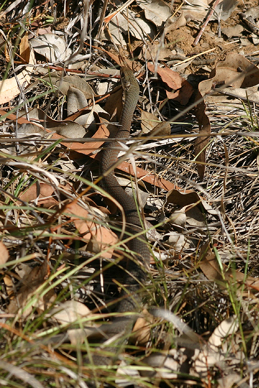 Yellow-faced Whipsnake