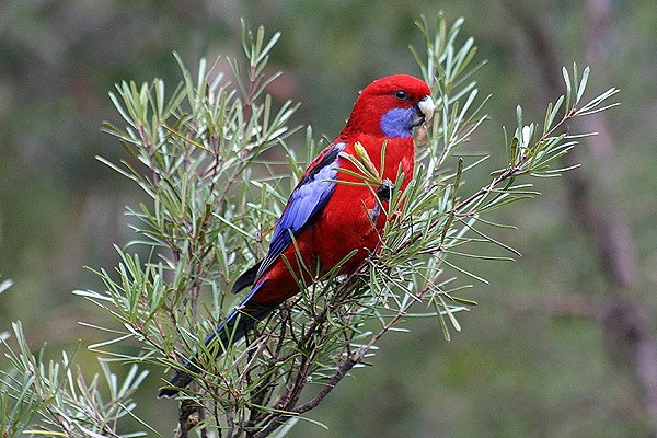 Crimson Rosella by Mick Dryden