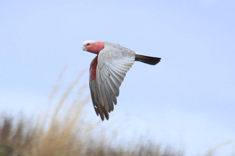 Galah by Mick Dryden