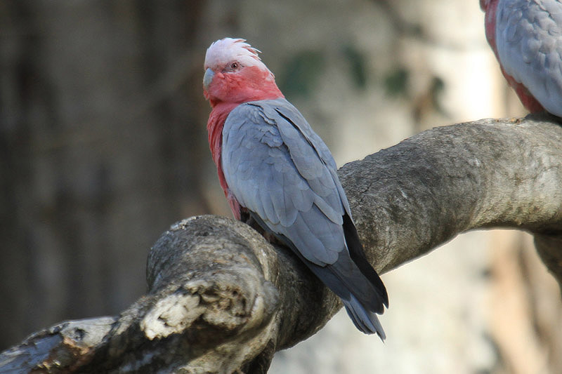 Galah by Mick Dryden