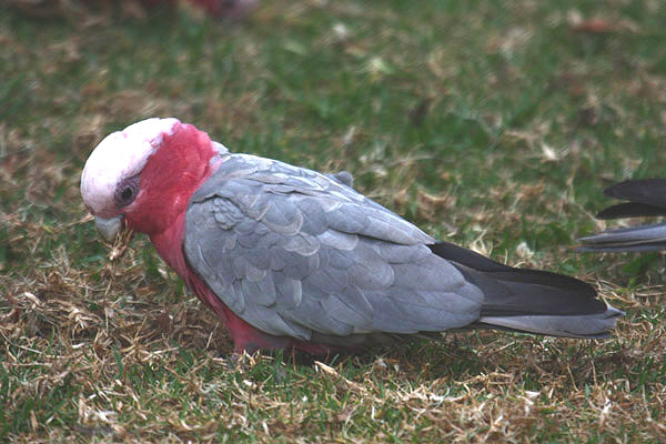 Galah by Mick Dryden