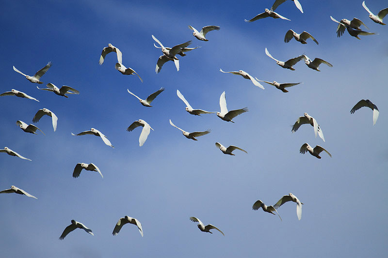 Little Corella by Mick Dryden