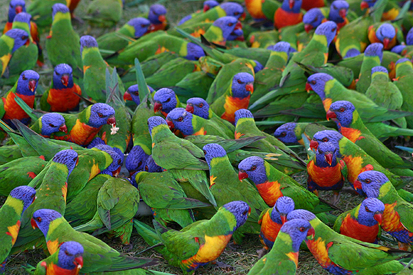 Rainbow Lorikeet by Mick Dryden