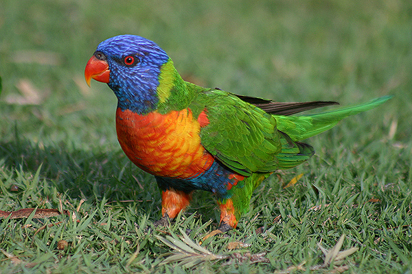 Rainbow Lorikeet by Mick Dryden