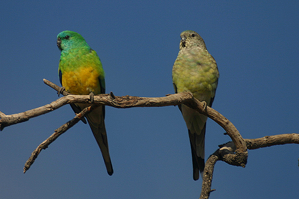 Red-rumped Parrot by Mick Dryden