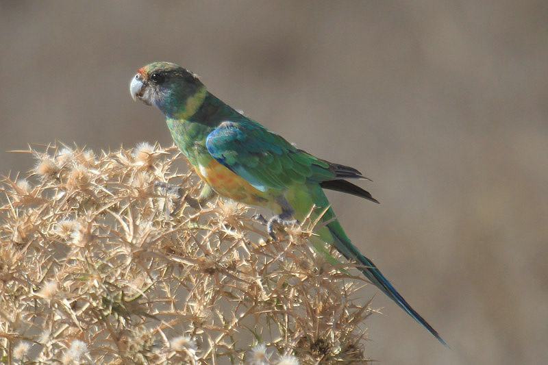 Ringneck Parakeet by Mick Dryden