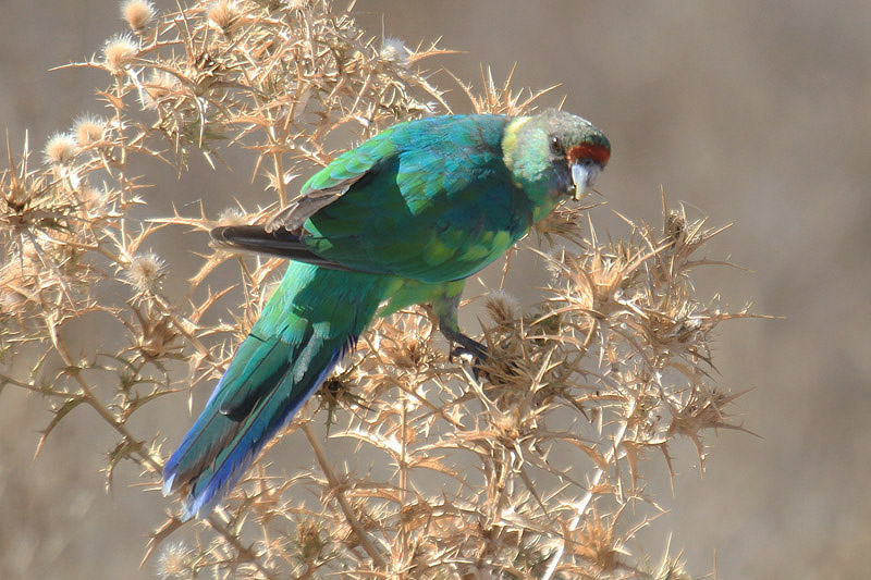 Ringneck Parakeet by Mick Dryden
