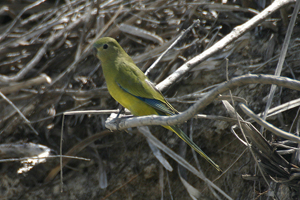 Rock Parrot by Mick Dryden