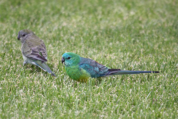 Red-rumped Parrot by Mick Dryden