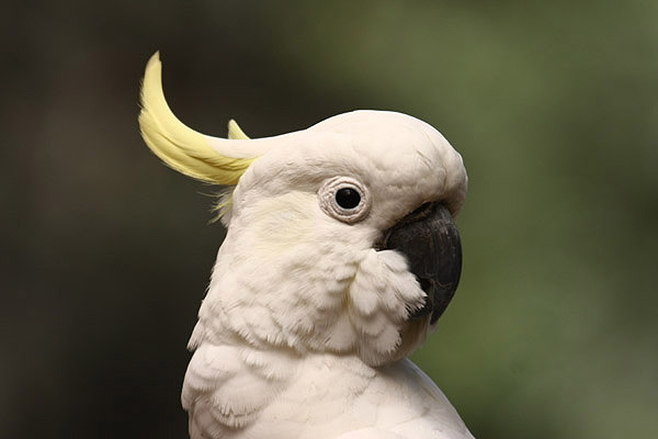 Sulphur-crested Cockatoo by Mick Dryden