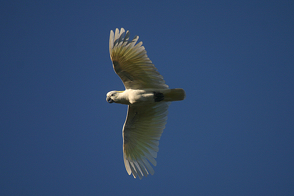 Sulphur-crested Cockatoo by Mick Dryden