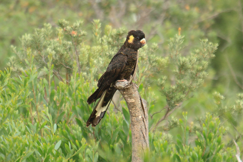 Yellow-tailed Black Cockatoo by Mick Dryden