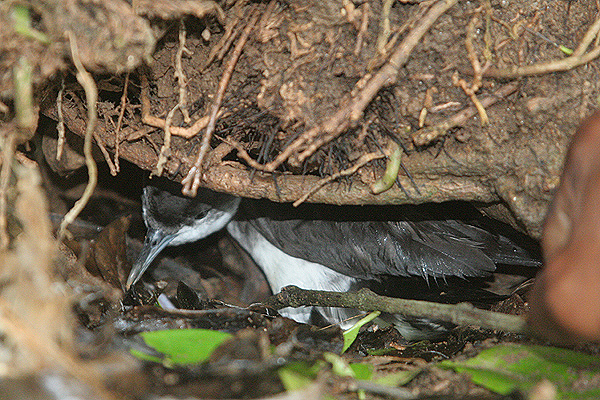 Audobon's Shearwater by Mick Dryden