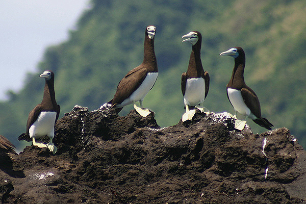 Brown Boobies by Mick Dryden