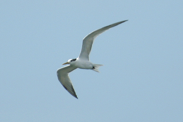 Cayenne Tern by Mick Dryden