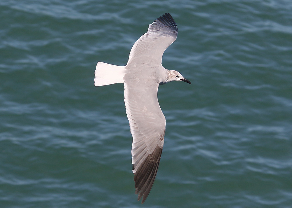 Laughing Gull by Mick Dryden