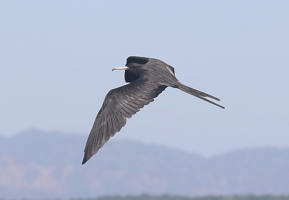Magnificent Frigatebird by Mick Dryden