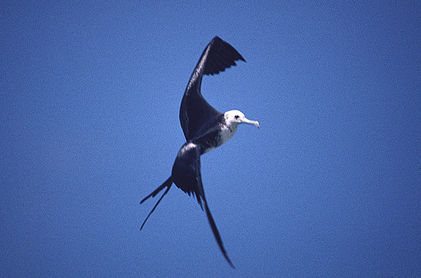 Magnificent Frigatebird by Mick Dryden