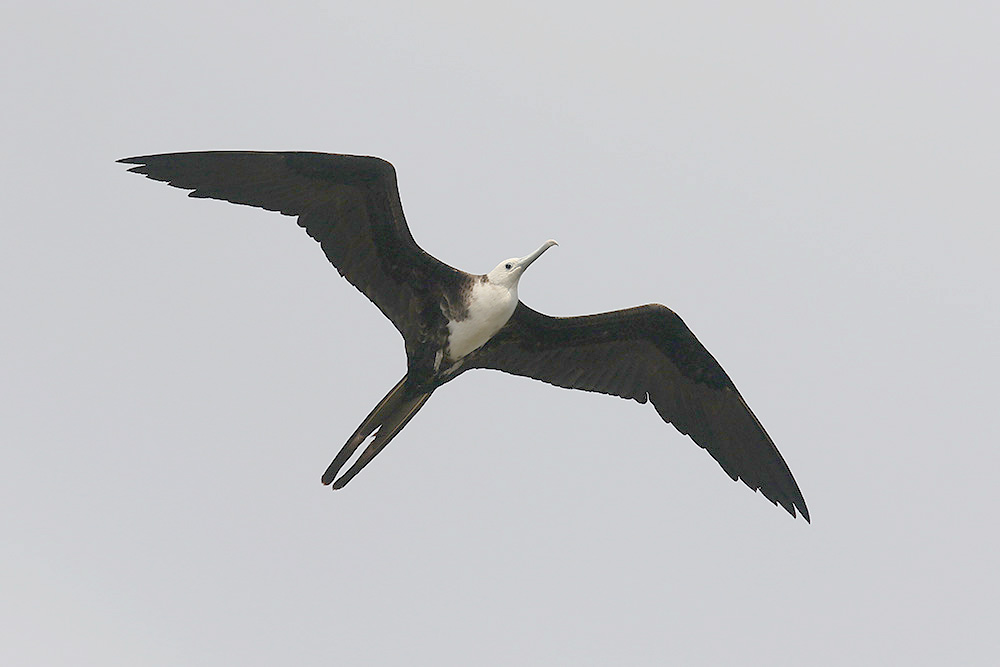 Magnificent Frigatebird by Mick Dryden