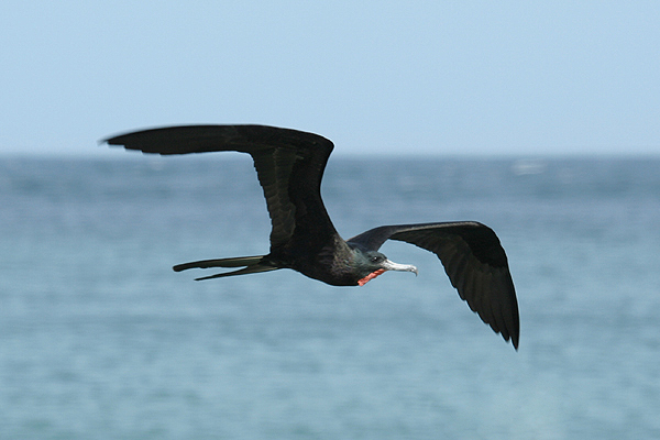 Magnificent Frigatebird by Mick Dryden