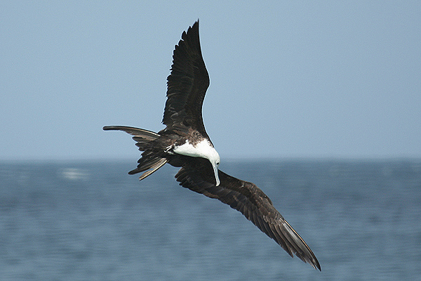 Magnificent Frigatebird by Mick Dryden
