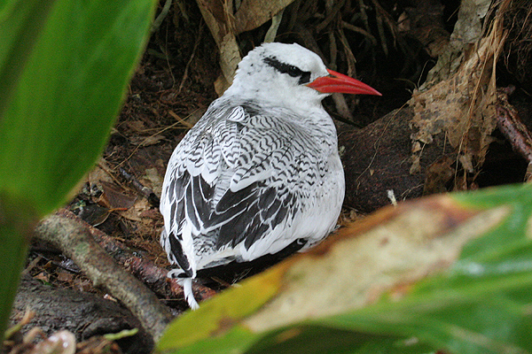 Red-billed Tropicbird by Mick Dryden