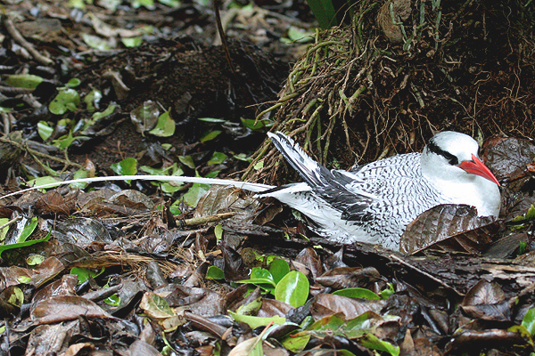 Red-billed Tropicbird by Mick Dryden