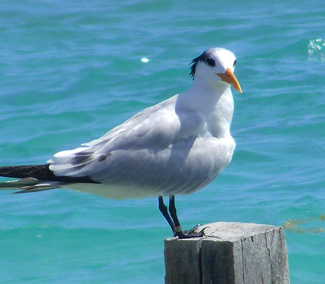 Royal Tern by Piers Sangan