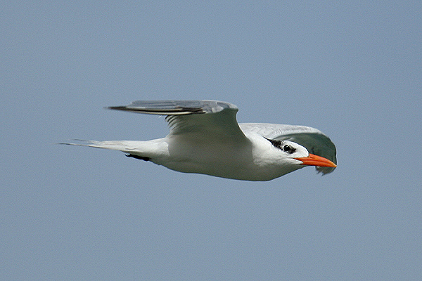 Royal Tern by Mick Dryden