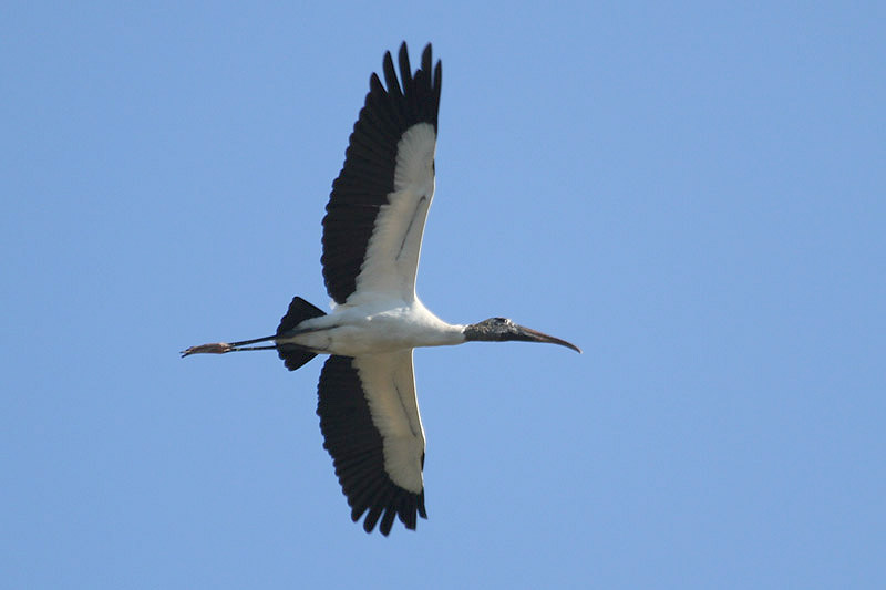 American Woodstork by Miranda Collett