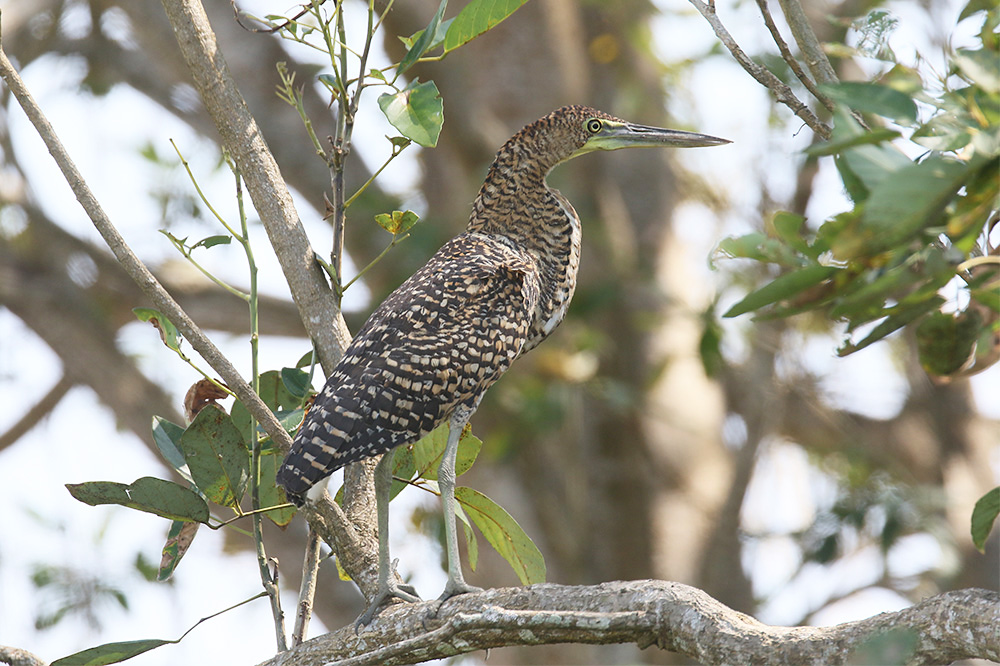 Bare-throated Tiger Heron by Mick Dryden