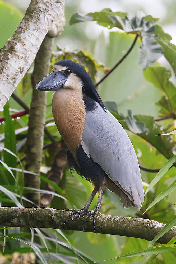 Boat-billed Heron by Mick Dryden
