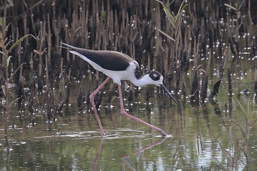 Black-necked Stilt by Mick Dryden