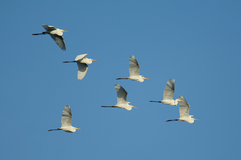 Great Egrets by Mick Dryden