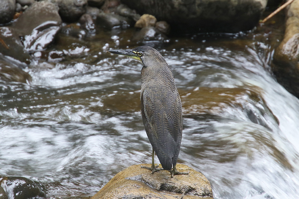 Fasciated Tiger Heron by Mick Dryden