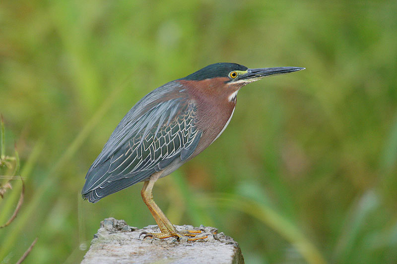 Green Heron by Mick Dryden