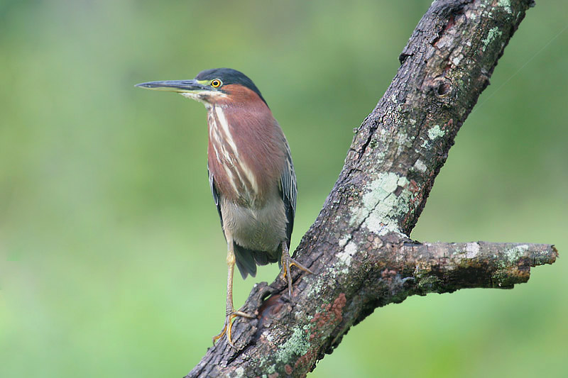 Green Heron by Mick Dryden