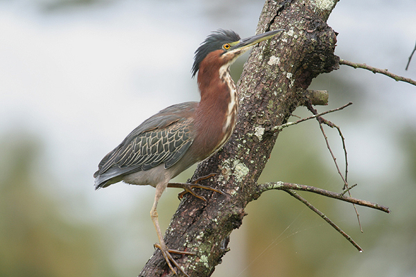 Green Heron by Mick Dryden