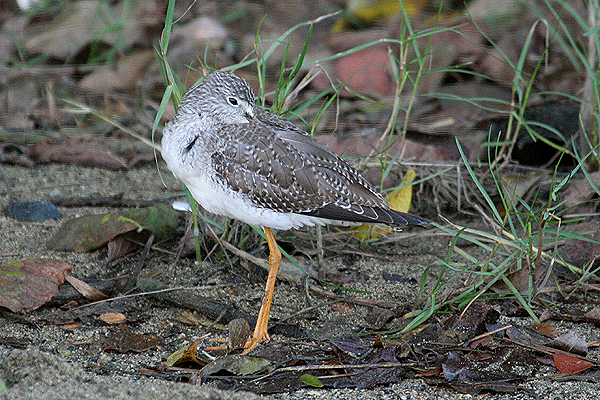 Greater Yellowlegs by Mick Dryden