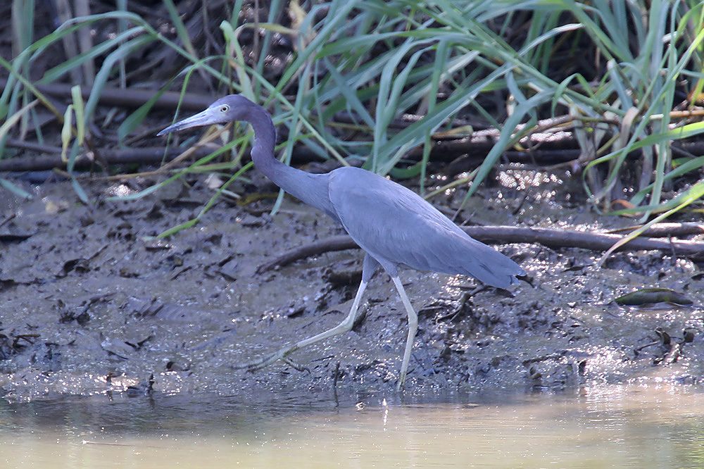 Little Blue Heron by Mick Dryden