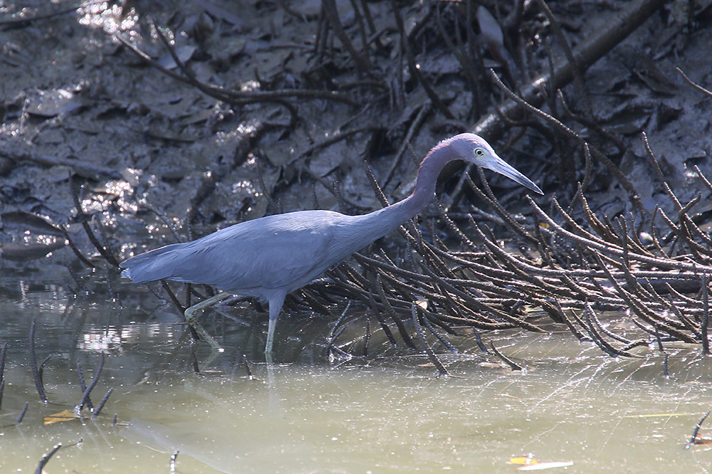 Little Blue Heron by Mick Dryden