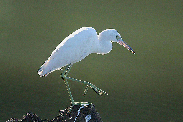 Little Blue Heron by Mick Dryden