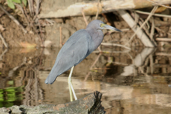 Little Blue Heron by Mick Dryden