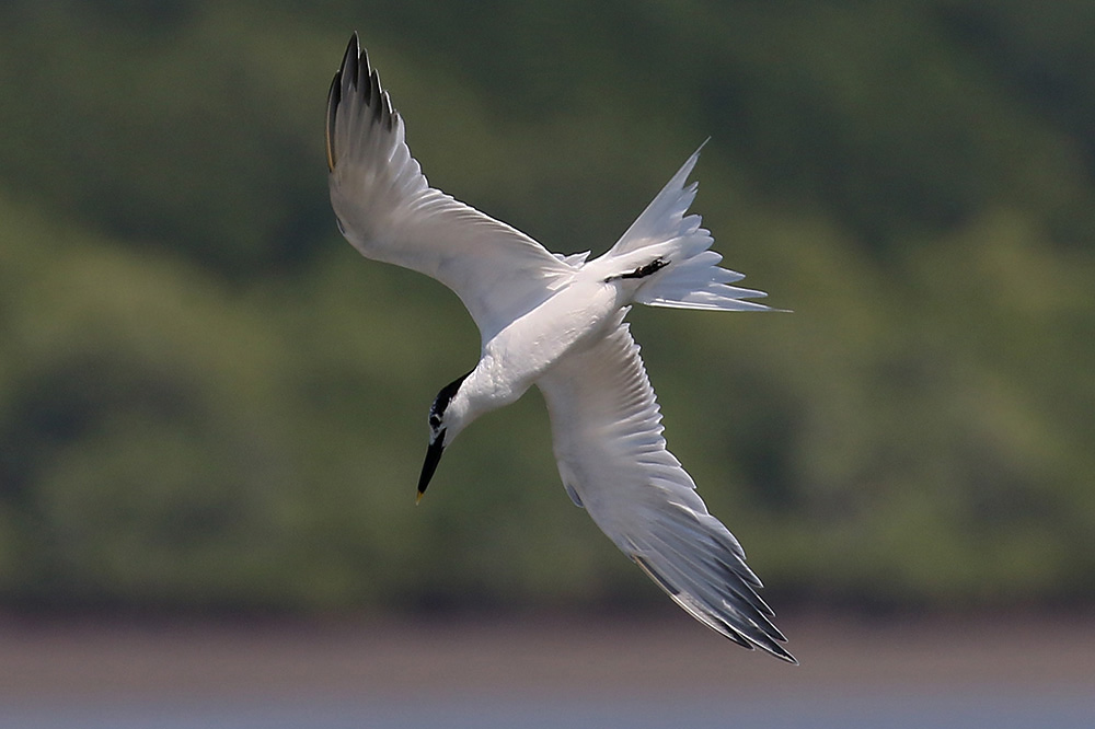 Sandwich Tern by Mick Dryden