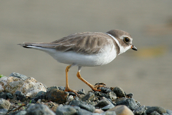 Semi-palmated Plover by Mick Dryden