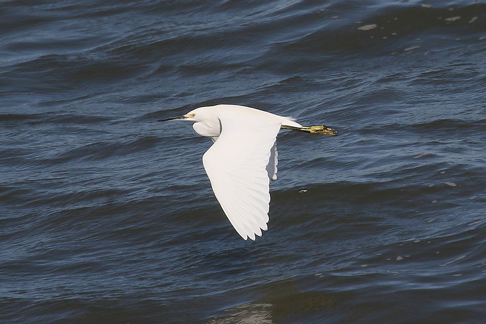 Snowy Egret by Mick Dryden