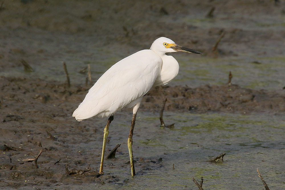 Snowy Egret by Mick Dryden