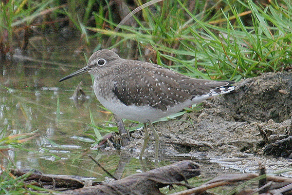 Solitary Sandpiper by Mick Dryden