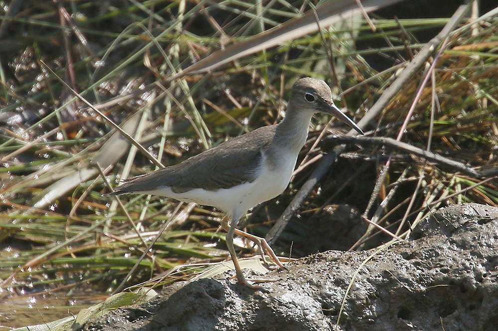 Spotted Sandpiper by Mick Dryden